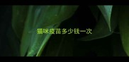 猫咪疫苗多少钱一次
