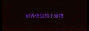 耐养便宜的小宠物