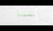 5个月金毛喂多少