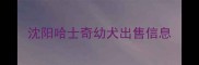 沈阳哈士奇幼犬出售信息
