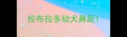 拉布拉多幼犬鼻距