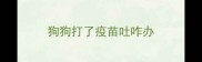 狗狗打了疫苗吐咋办
