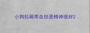 小狗拉稀带血但是精神很好