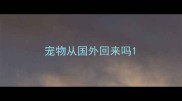 宠物从国外回来吗