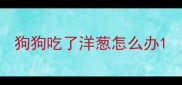 狗狗吃了洋葱怎么办