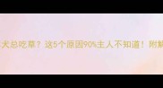 边境牧羊犬总吃草这5个原因90主人不知道附解决方法