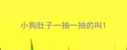 小狗肚子一抽一抽的叫