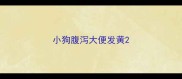 小狗腹泻大便发黄