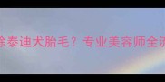 如何安全剃除泰迪犬胎毛专业美容师全流程护理指南