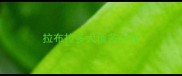拉布拉多犬值多少钱