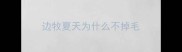 边牧夏天为什么不掉毛