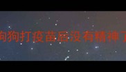 狗狗打疫苗后没有精神了