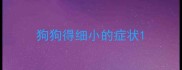 狗狗得细小的症状