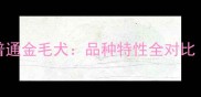 金毛寻回犬VS普通金毛犬品种特性全对比附饲养指南