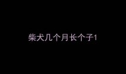 柴犬几个月长个子