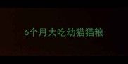6个月大吃幼猫猫粮