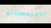 两个月狗狗怎么去虫