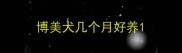 博美犬几个月好养