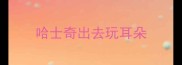 哈士奇出去玩耳朵