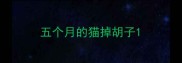 五个月的猫掉胡子