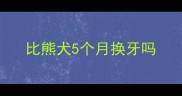 比熊犬5个月换牙吗