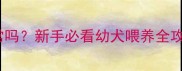 金毛三个月10斤正常吗新手必看幼犬喂养全攻略附体重对照表