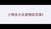 小狗多大去宠物店洗澡