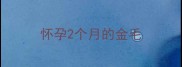 怀孕2个月的金毛