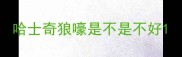 哈士奇狼嚎是不是不好