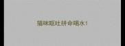 猫咪呕吐拼命喝水
