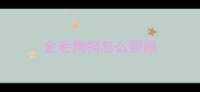 金毛狗狗怎么照顾