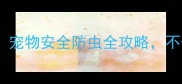 养宠家庭必看宠物安全防虫全攻略不伤毛孩子健康