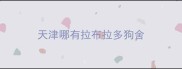 天津哪有拉布拉多狗舍