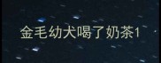 金毛幼犬喝了奶茶