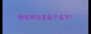 给拉布拉多起个名字