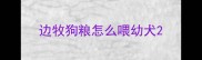 边牧狗粮怎么喂幼犬