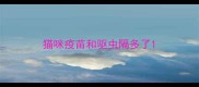 猫咪疫苗和驱虫隔多了