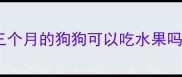 三个月的狗狗可以吃水果吗