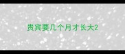 贵宾要几个月才长大