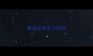 泰迪近亲生下的狗