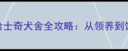 北京东城区优质哈士奇犬舍全攻略从领养到饲养的360指南