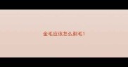 金毛应该怎么剃毛