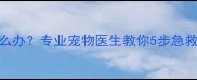 哈士奇咬伤出血怎么办专业宠物医生教你5步急救法与长期预防方案