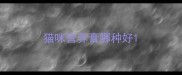 猫咪营养膏哪种好