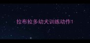 拉布拉多幼犬训练动作