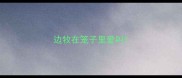 边牧在笼子里爱叫