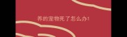养的宠物死了怎么办