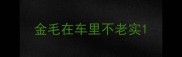 金毛在车里不老实
