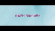 泰迪两个月细小拉稀