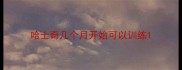 哈士奇几个月开始可以训练
